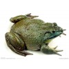 常德美国牛蛙种蛙  牛蛙饲料