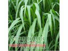 优质皇竹草种子供应