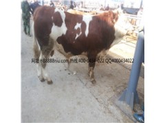 出售肉牛 黄牛种苗价格 吉林喜山牧业