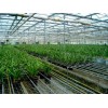 温室苗床网，花卉苗床网-花卉网，苗床网，养花网