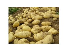 土豆种子