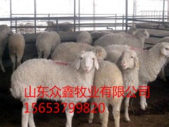 本公司常年出售波尔山羊、小尾寒羊、西门塔尔牛等