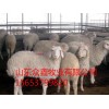 本公司常年出售波尔山羊、小尾寒羊、西门塔尔牛等