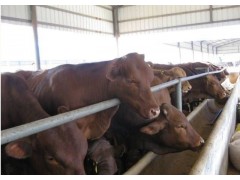 肉牛价格|鲁西黄牛|利木赞牛|鲁星牧业养牛场