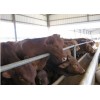 肉牛价格|鲁西黄牛|利木赞牛|鲁星牧业养牛场