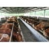 黄牛养殖|小牛价格|养牛利润