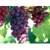 供应无核紫葡萄采购代理葡萄新疆特色新鲜水果葡萄
