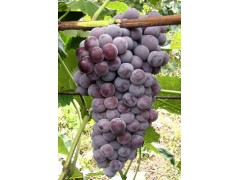 潍坊葡萄产区代办销售供应套袋巨峰葡萄