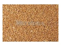批发小麦面粉 荞麦 燕麦 玉米 高粱 稻谷