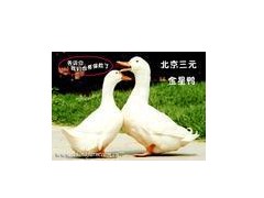 供应鸭坯北京鸭烤鸭原料
