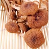 中国香菇交易网茶树菇批发