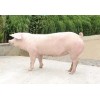 济南发酵床养猪的消毒方法
