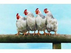 山东发酵床养鸡技术的常见问题解答