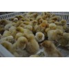 北京油鸡优质鸡苗出售（北京百年栗园北京油鸡繁育有限公司）
