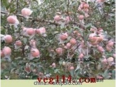 供应山东潍坊红富士苹果