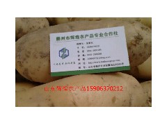 山东滕州批发小土豆百度马铃薯种薯名优产品1590637021