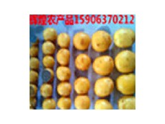 供应小土豆批发销售15906370212