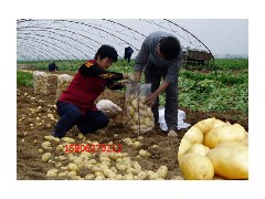 【供应小土豆】小土豆价格/小土豆批发15906370212