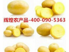 供应小土豆批发/供应小土豆厂家/供应小土豆供应商