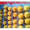 批发供应小土豆百度就搜辉煌价格低15906370212