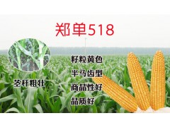 玉米种子什么品种高产，济南朝晖种业郑单518