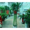 天津绿植租摆、天津绿植销售、盆栽租摆-植物维护-绿化养护