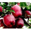 栖霞红富士苹果的物候期
