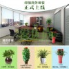 上海最好的室内办公商务绿化植物租赁室内绿化植物养护公司
