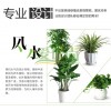 上海有什么好的室内绿色植物花卉销售公司
