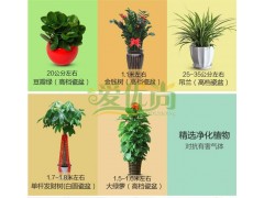 上海哪家公司室内绿色植物花卉销售做了最好