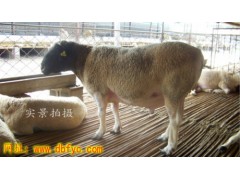 吉林杜泊羊多少钱一只？杜泊羊规模化养殖场