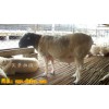 甘肃省现在的黑头杜泊羊多少钱一只？杜泊羊市场价格