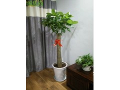 上海室内客厅盆栽绿色植物室内绿化