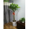 上海室内客厅盆栽绿色植物室内绿化