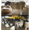 杜泊羊有何生活习性，吉林哪里有卖杜泊羊的？