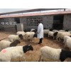 辽宁杜泊羊多少钱一只？杜泊羊规模化养殖场