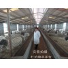 新疆杜泊羊多少钱一只？杜泊羊市场价格