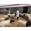 杜泊羊有何生活习性，哈尔滨杜泊绵羊养殖场