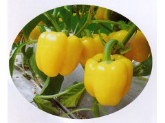 方果类甜椒种子——万盛种业