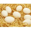 海尊公司有机鸡蛋-您上好的选择：质量好的有机鸡蛋
