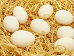 有机鸡蛋上哪买比较实惠——优质的有机鸡蛋