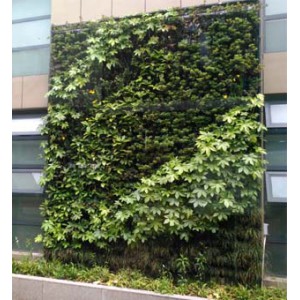 上海假植物墙