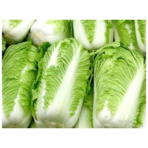 全国各地蔬菜批发市场大白菜价格
