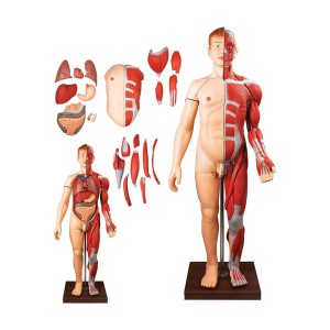 人体全身层次肌肉附内脏模型