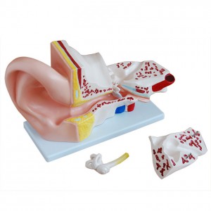 耳解剖放大模型(5倍)