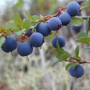 蓝莓花青素固体饮料代加工颗粒剂粉剂QS营养食品委托加工