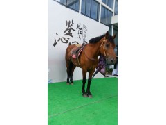 深圳龙岗马匹出租哪里有真马匹