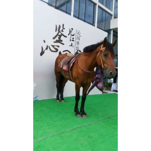 深圳龙岗马匹出租哪里有真马匹