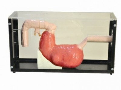 康谊牌KAY-LV47胃镜与ERCP训练模型