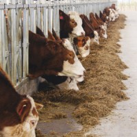 肉牛预混料成本低高效益600-1000斤专用饲料